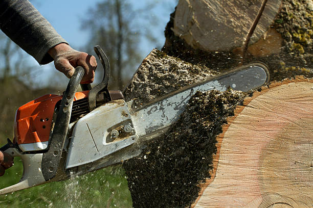 Best Leaf Removal  in Suffolk, VA